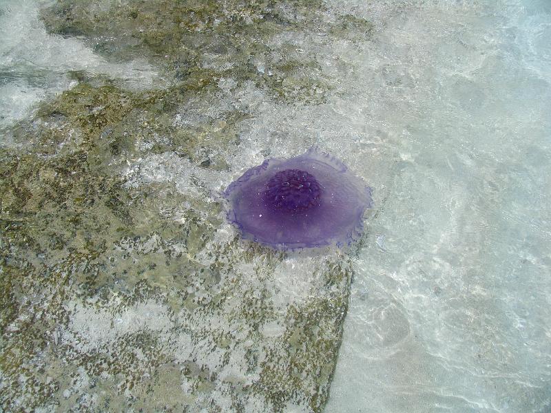 Kuramathi (118).jpg
